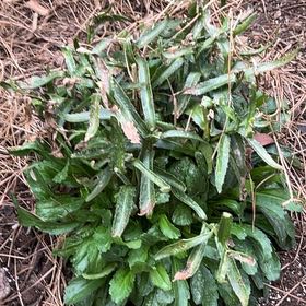 Photo of the plant species Common Sorrel by @RadBeans76 named Oscar on Greg, the plant care app