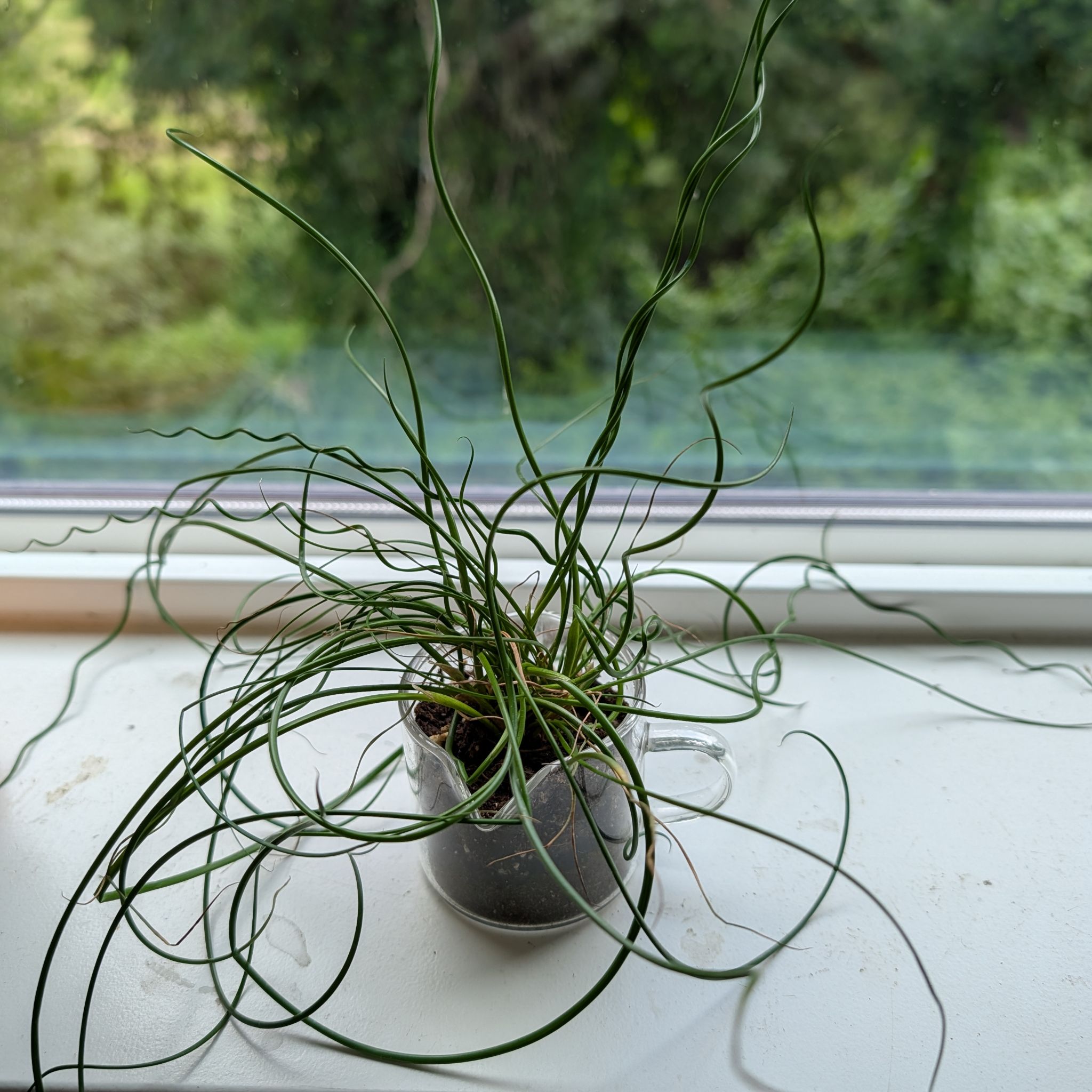 Photo of the plant species Corkscrew Rush by @makeitallfun named Medusa on Greg, the plant care app