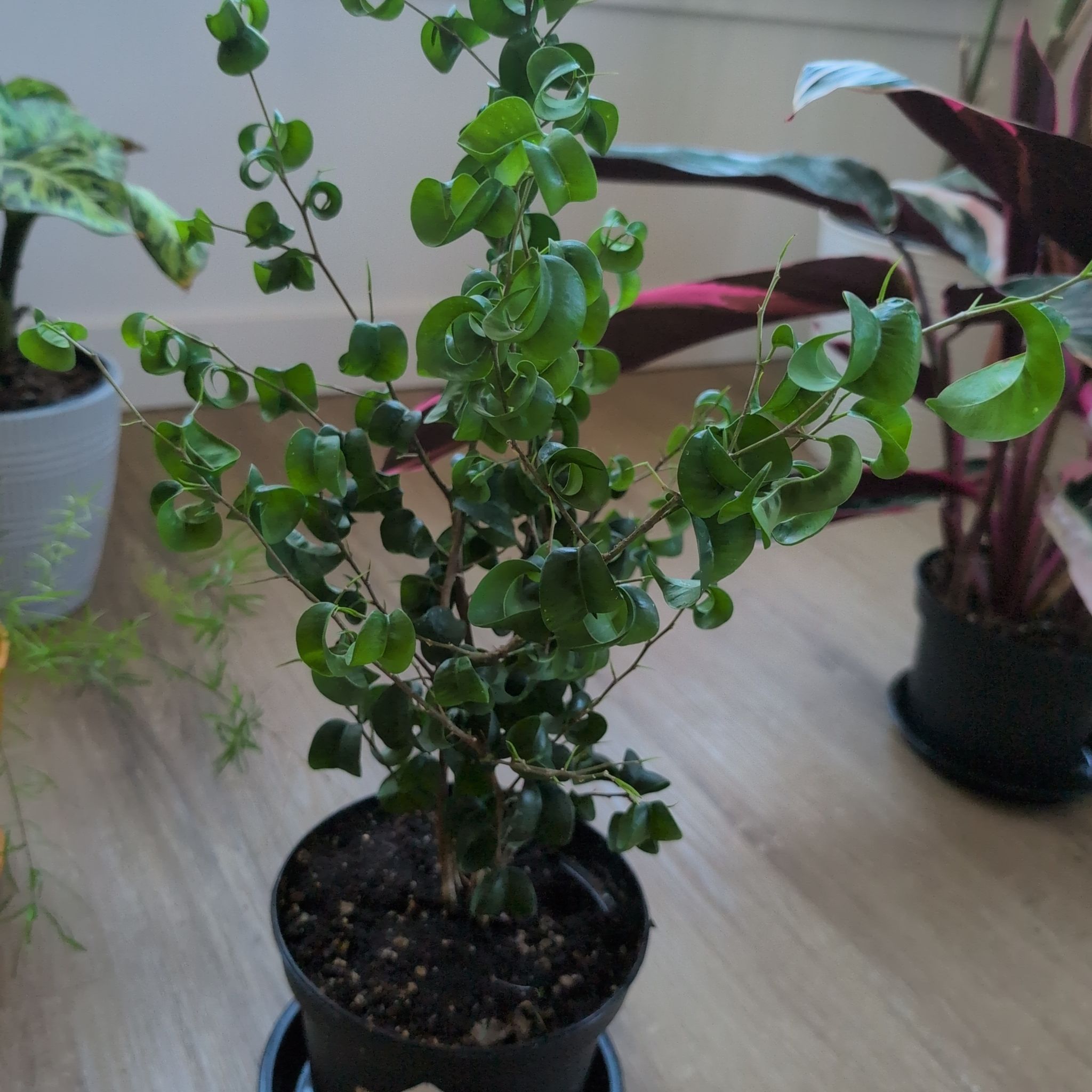 Photo of the plant species Curly Weeping Fig by @makeitallfun named Corkscrew on Greg, the plant care app