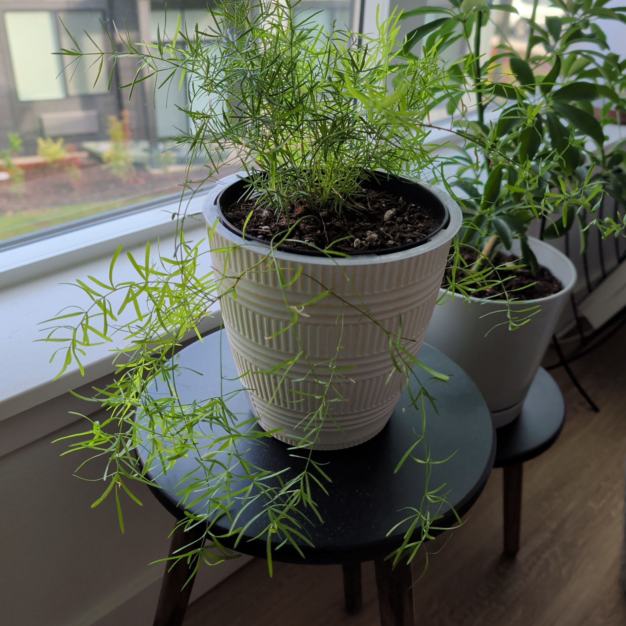 Photo of the plant species Emerald Feather Fern by @makeitallfun named Misty on Greg, the plant care app