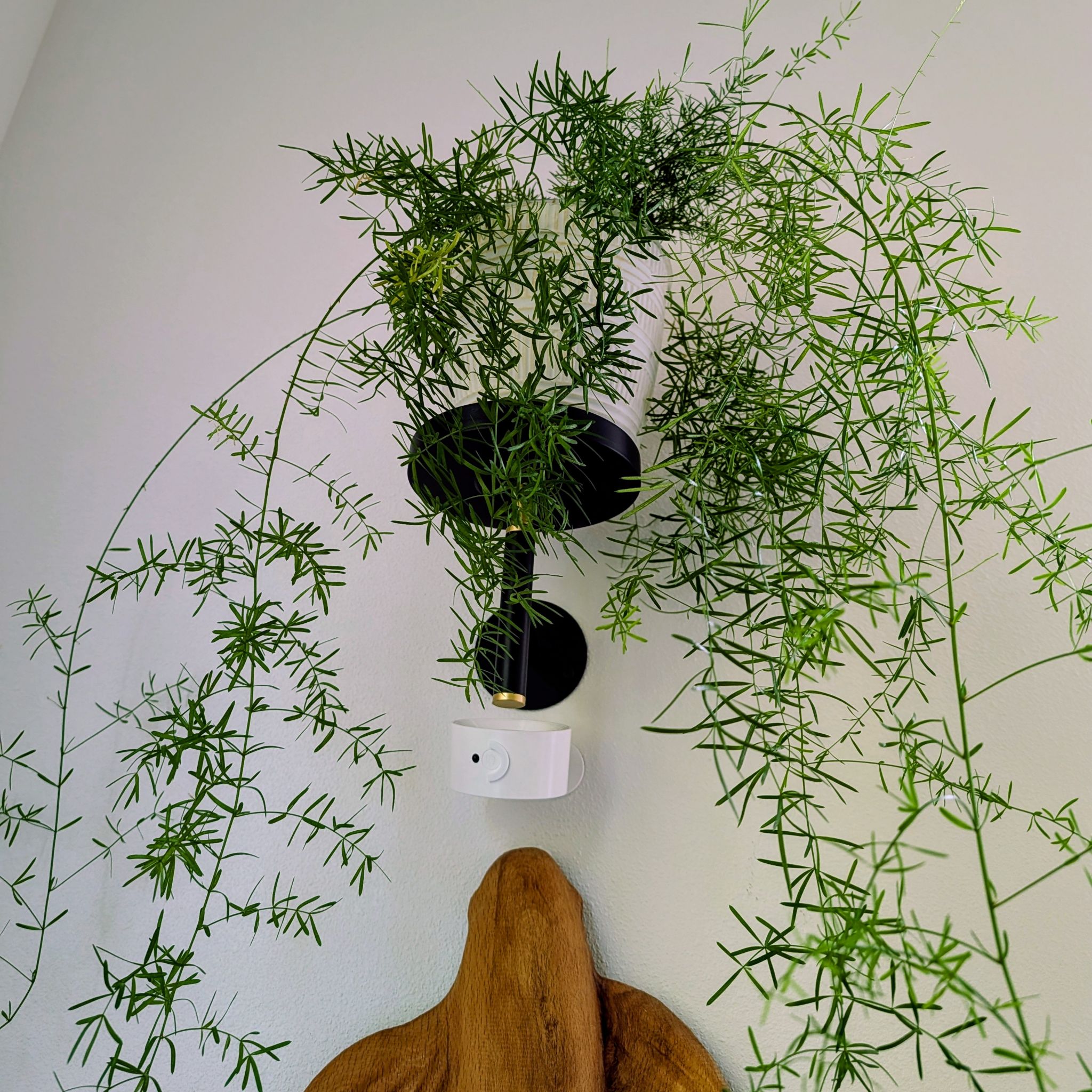 Photo of the plant species Emerald Feather Fern by @makeitallfun named Misty on Greg, the plant care app