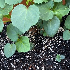 Photo of the plant species kawakawa by @RuggedPandan52 named Leaf Erickson on Greg, the plant care app