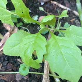 Photo of the plant species New Zealand Spinach by @RuggedPandan52 named Cleopatra on Greg, the plant care app