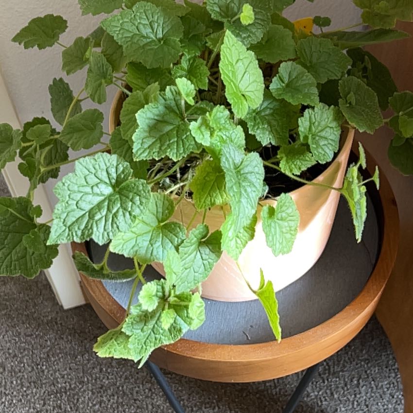 Photo of the plant species Pick-a-Back-Plant by @JoysomeRose63 named Fernie Saunders on Greg, the plant care app