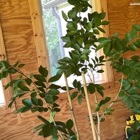 Photo of the plant species Orange Jasmine by @StarryRosea47 named Sigmund on Greg, the plant care app