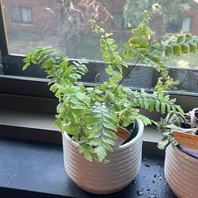 Photo of the plant species Bronze Venus Fern by @AssuredPrasium named Stella on Greg, the plant care app