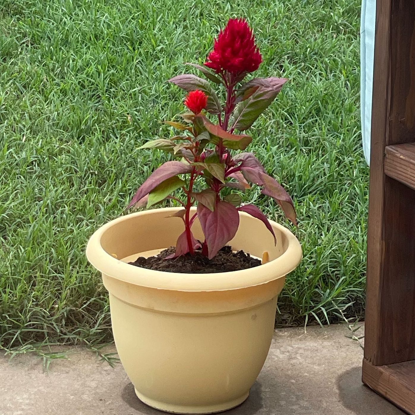 Photo of the plant species Celosia by @JulesPlantopia named Troll Hair on Greg, the plant care app