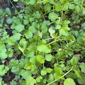 Photo of the plant species Wavy Bittercress by @HomelyCoojong24 named Mochi on Greg, the plant care app
