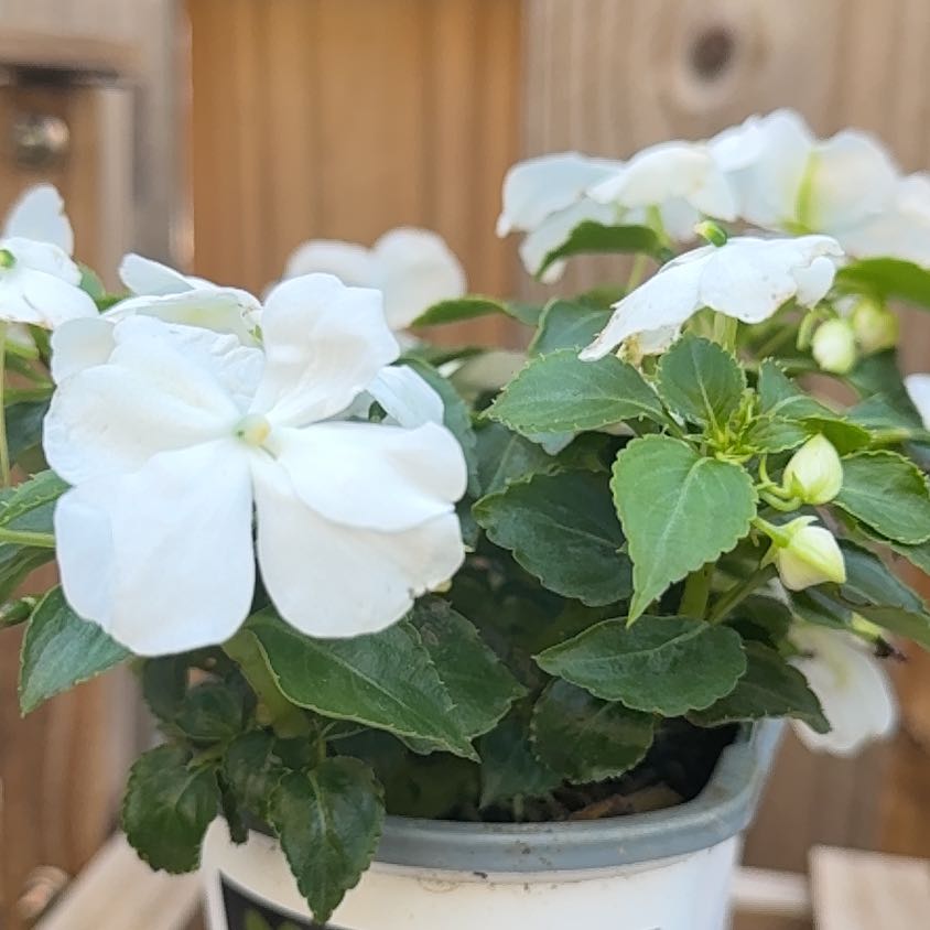 Photo of the plant species Impatiens Wallriana by @HomelyCoojong24 named Lola on Greg, the plant care app