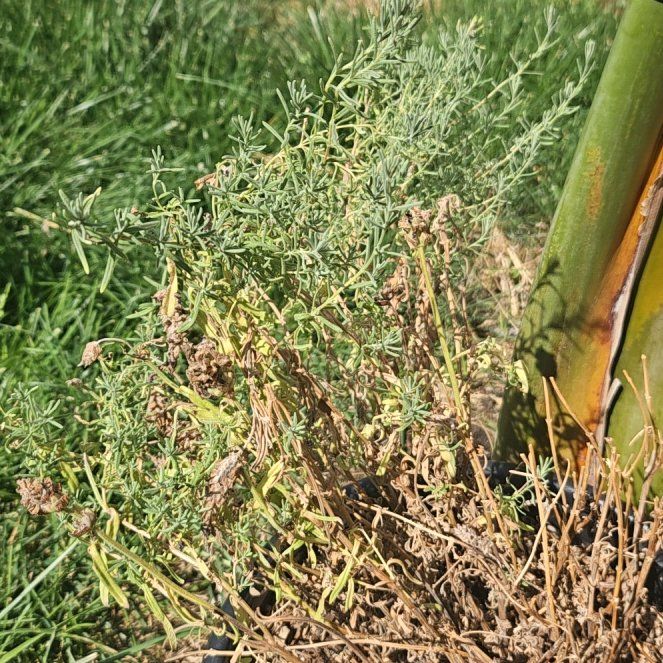Photo of the plant species Spanish Lavender 'Sanne' by @UrbaneGutweed89 named Miley on Greg, the plant care app