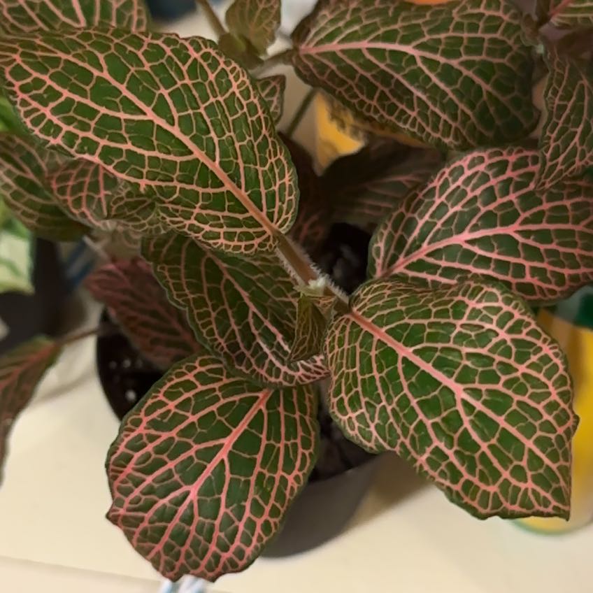 Photo of the plant species Red Anna Fittonia by @PeppyPitayita83 named Aria on Greg, the plant care app