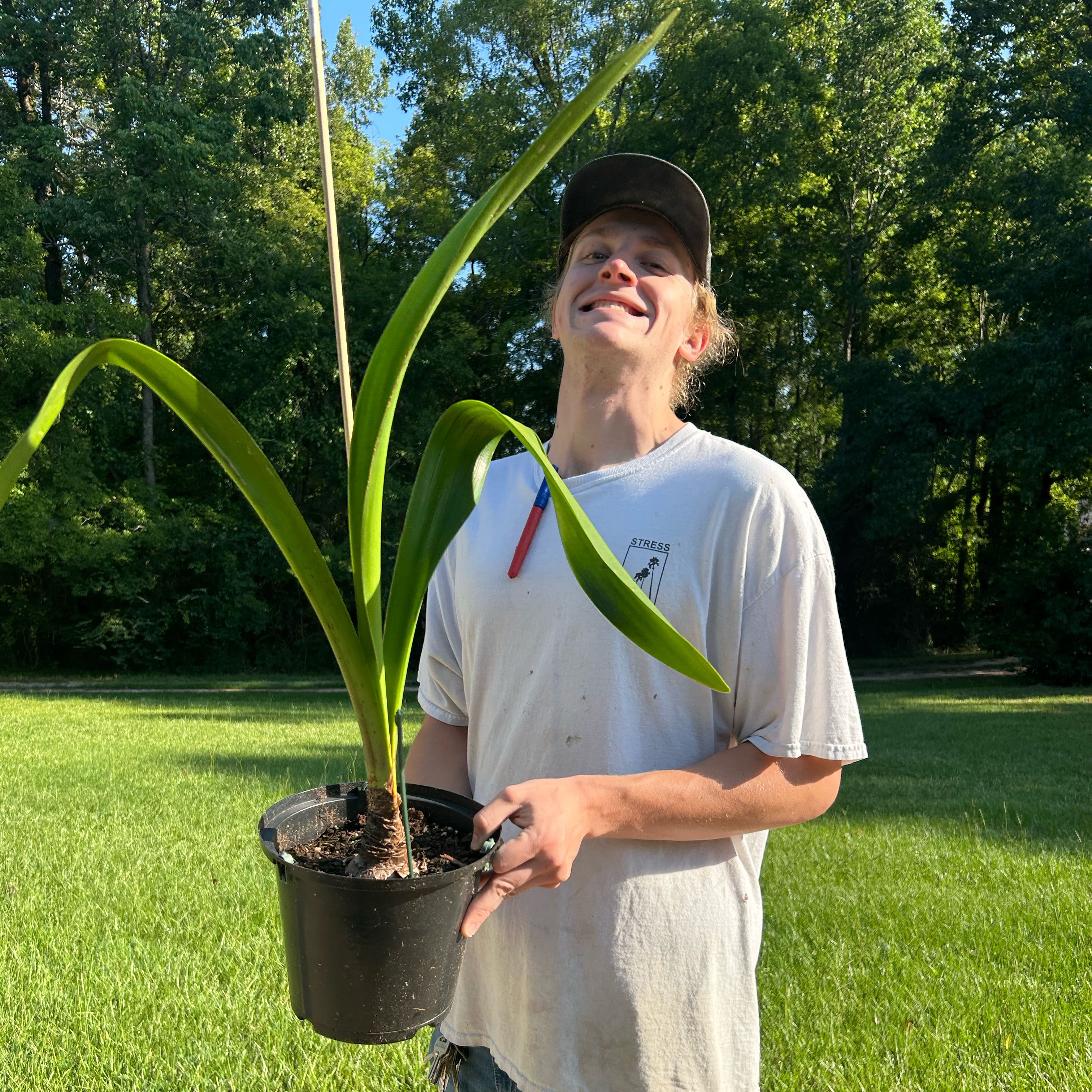 Photo of the plant species Striped Barbados Lily by @WinGardenia53 named Treeyoncé on Greg, the plant care app