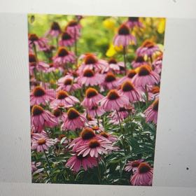 Photo of the plant species Coneflower by @WinGardenia53 named Dax on Greg, the plant care app