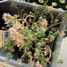 Photo of the plant species Faassen's Catnip by @FabHenbane82 named Zeus on Greg, the plant care app