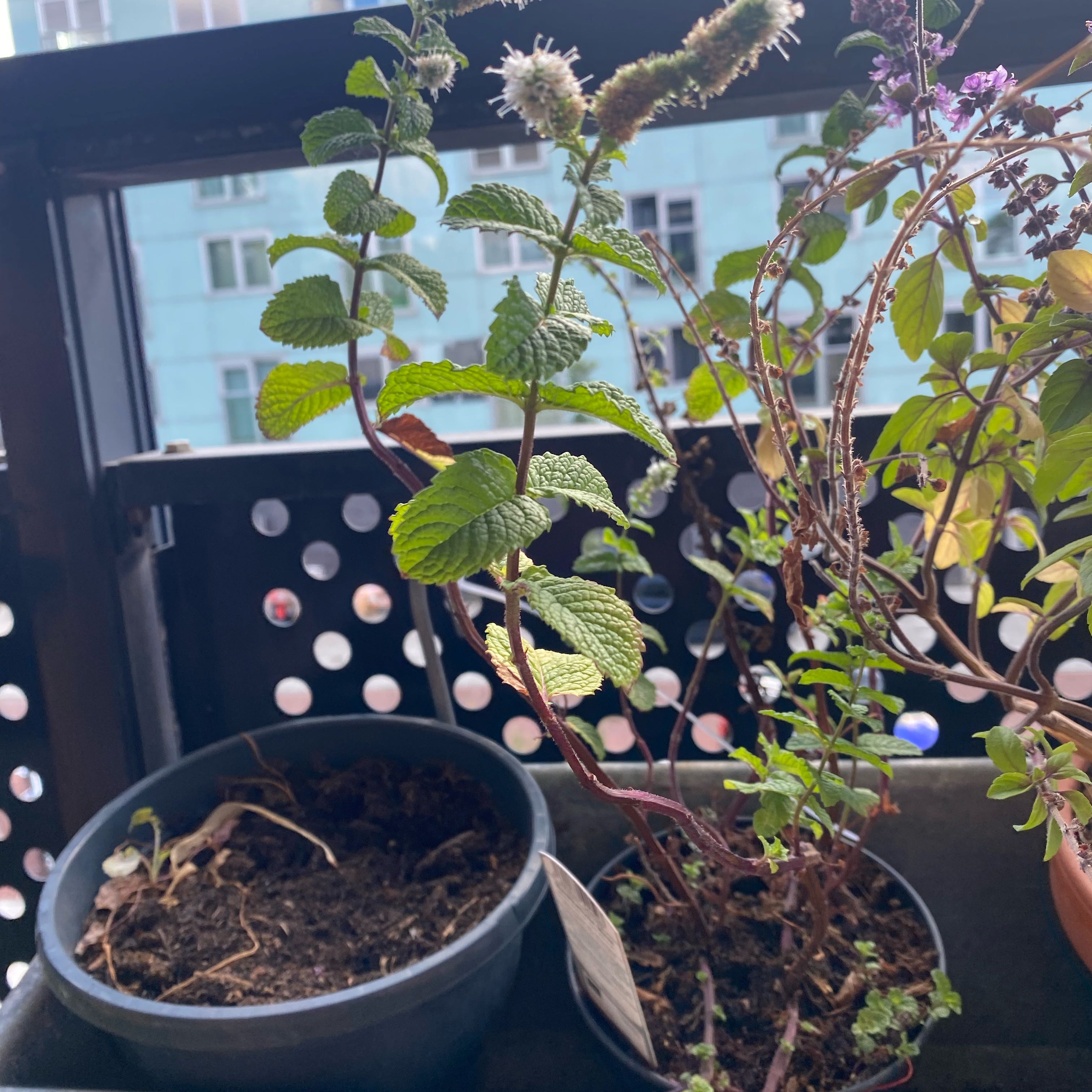 Photo of the plant species Moroccan Mint by @FabHenbane82 named Achilles on Greg, the plant care app