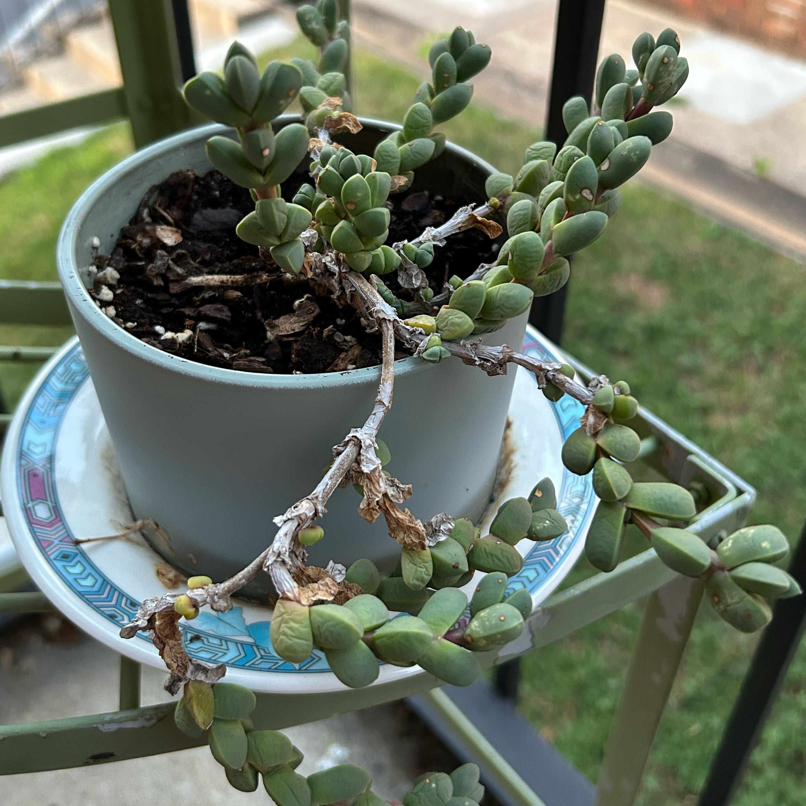 Photo of the plant species Karoo Rose by @MamaDuck named Clucky on Greg, the plant care app