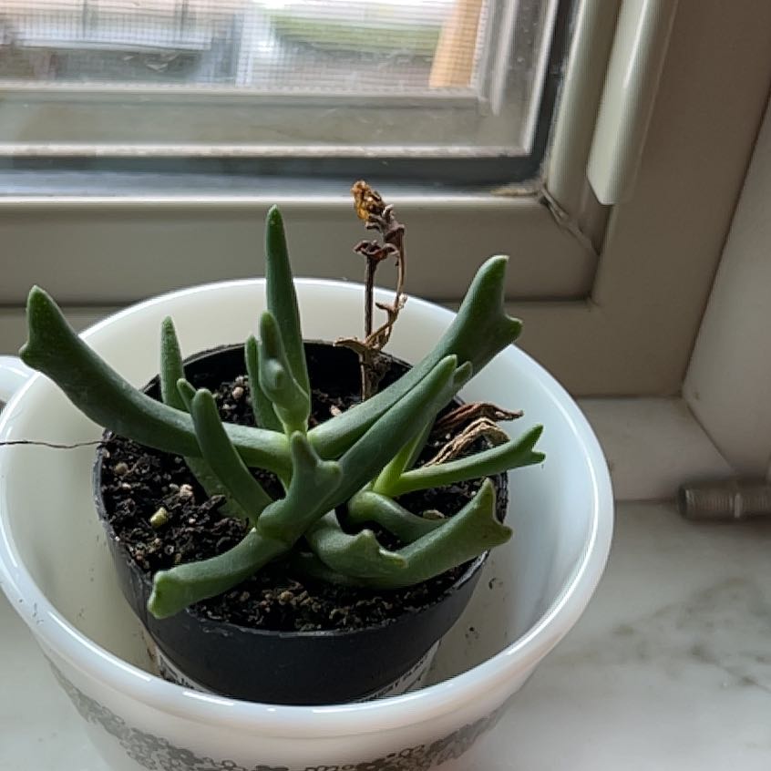 Photo of the plant species Elkhorn Plant by @MamaDuck named Tómales on Greg, the plant care app