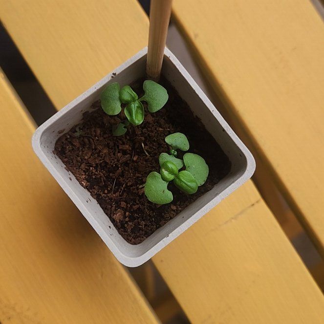 Photo of the plant species Hairy Bittercress by @JoyousFanmoss69 named Emerson on Greg, the plant care app