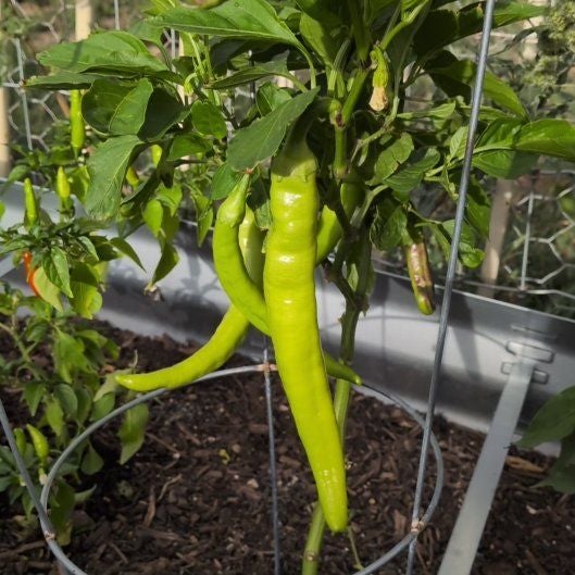Photo of the plant species Banana Pepper by @HighRedrose27 named Winston on Greg, the plant care app