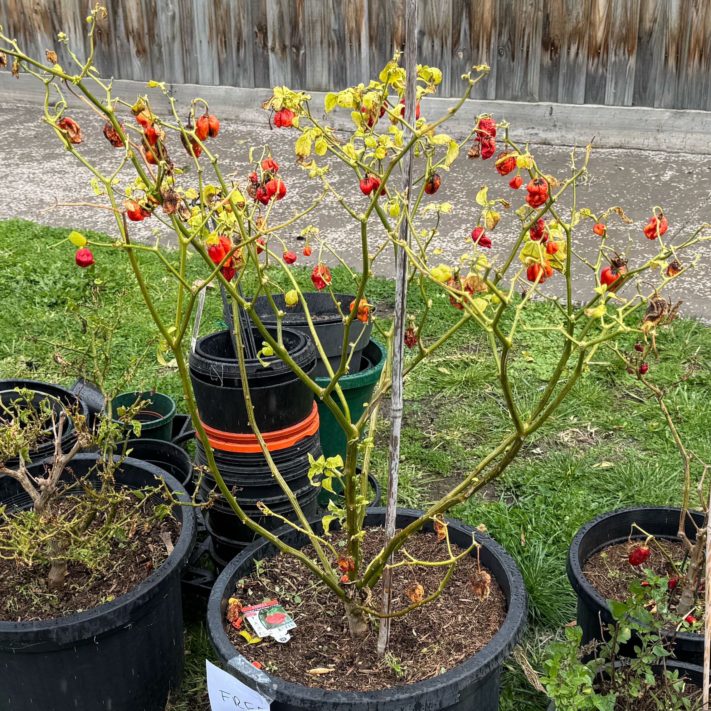 Photo of the plant species Trinidad Moruga Scorpion by @ZarfJicaro96 named Beckham on Greg, the plant care app