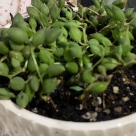 Photo of the plant species Raindrops by @HoneyedAster95 named ChloroPhil on Greg, the plant care app