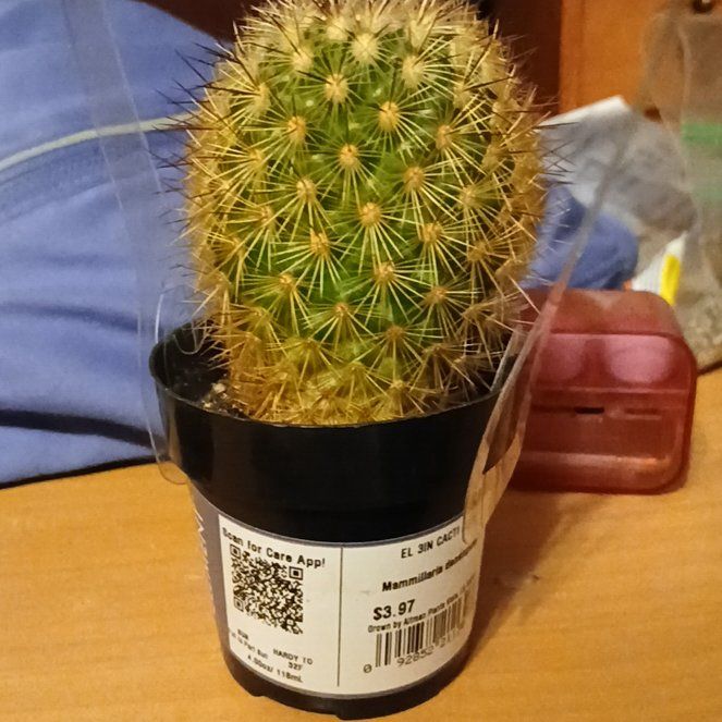 Photo of the plant species Mammillaria decipiens by @HandsomeCashew named Morgan Treeman on Greg, the plant care app
