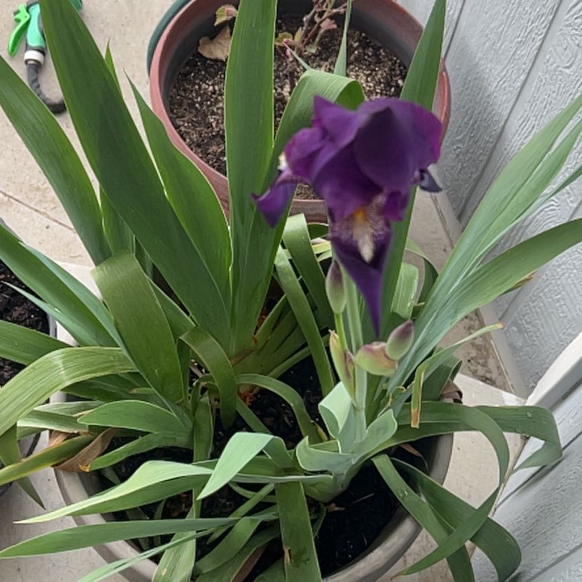 Photo of the plant species Dalmatian Iris by @UltraSunstar23 named Winston on Greg, the plant care app