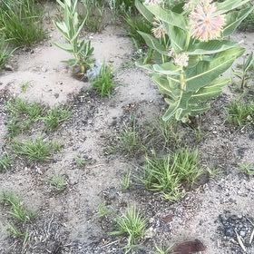 Photo of the plant species Crown Flower by @UltraSunstar23 named Athena on Greg, the plant care app