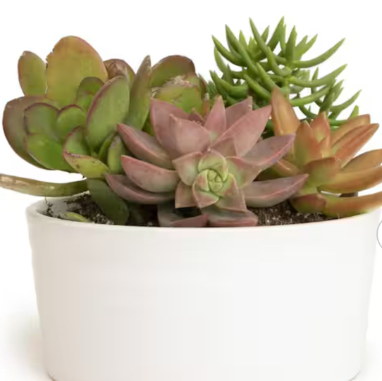 Photo of the plant species succulents by @NeatGuapilla26 named Queen on Greg, the plant care app