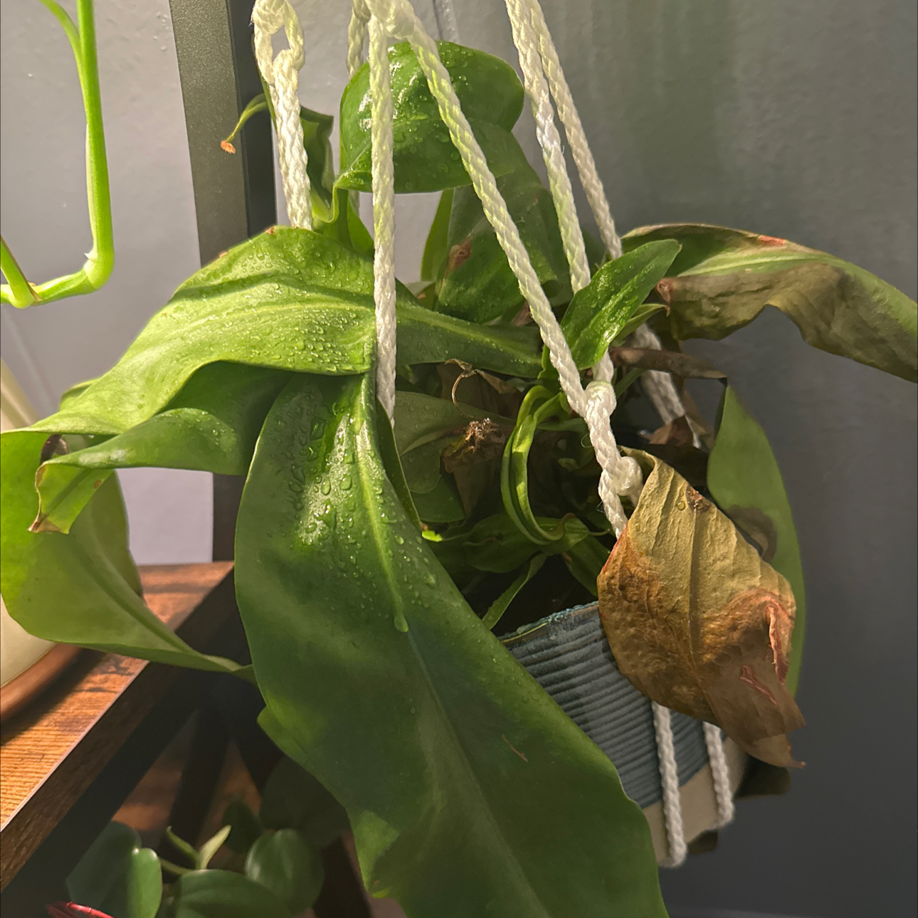 Photo of the plant species Nepenthes Mirabilis by @JubilantNoni69 named Plato on Greg, the plant care app