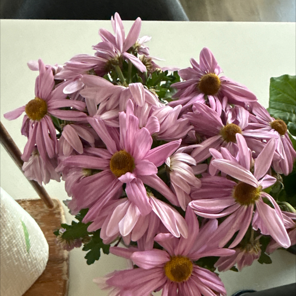 Photo of the plant species Chrysanthemum by @TWilkerson named Bluey on Greg, the plant care app