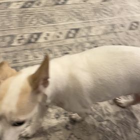 Photo of the plant species Trapa Natans by @HotRadish39 named Emerson on Greg, the plant care app