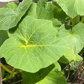 Photo of the plant species Butternut Pumpkin by @RichCapemay15 named Tupot amaroot on Greg, the plant care app