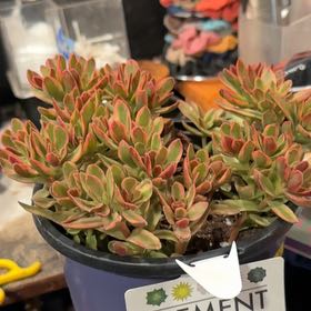Photo of the plant species Crassula 'Daydream' by @Lucylu5280 named James Dean on Greg, the plant care app