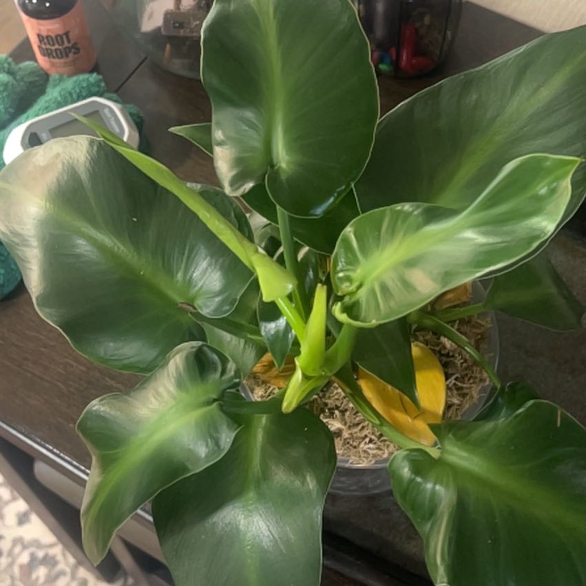 Photo of the plant species Pigskin Philodendron by @NewQuince55 named Bieber on Greg, the plant care app