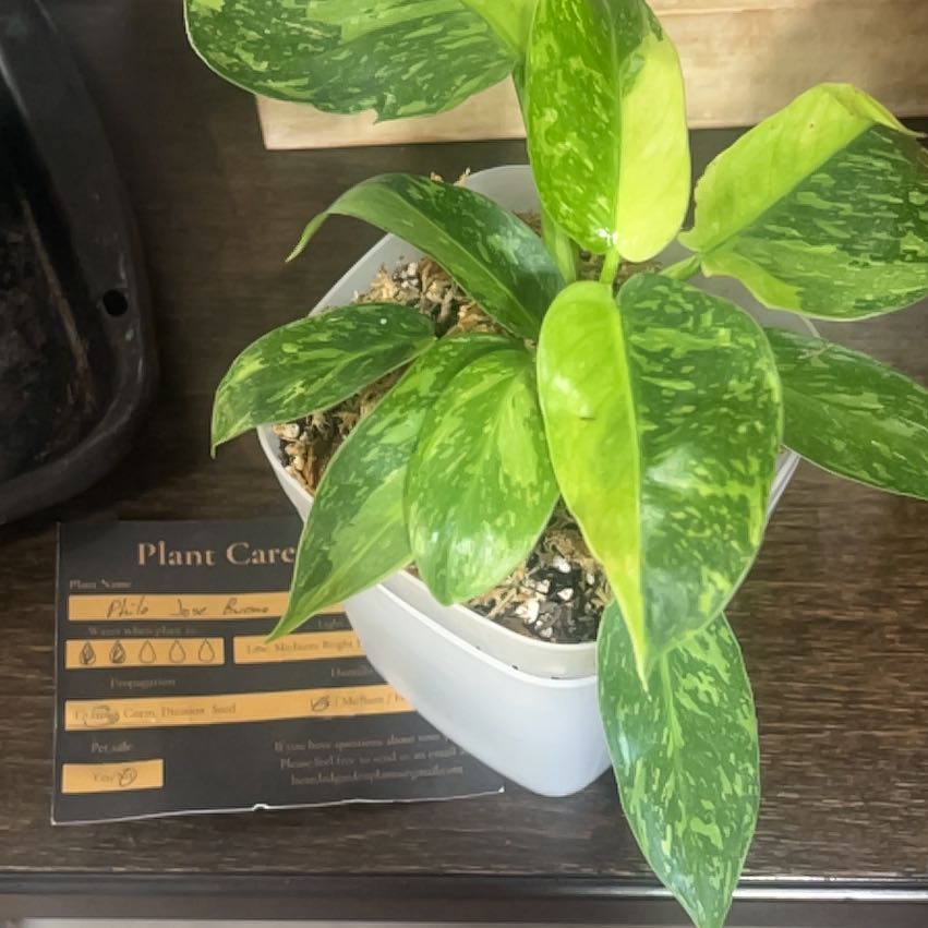 Plant care for Philodendon Gloriosum on Greg, the plant care app