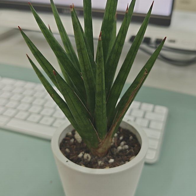 Photo of the plant species Fransiscii Spikey by @plantdadpaul named Frankie on Greg, the plant care app