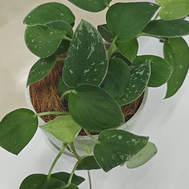Photo of the plant species Silvery Anne Pothos by @plantdadpaul named Silvery Anne Hathaway on Greg, the plant care app