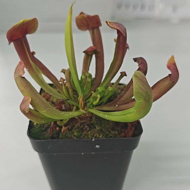 Photo of the plant species Trumpet Pitcher by @plantdadpaul named Trump on Greg, the plant care app