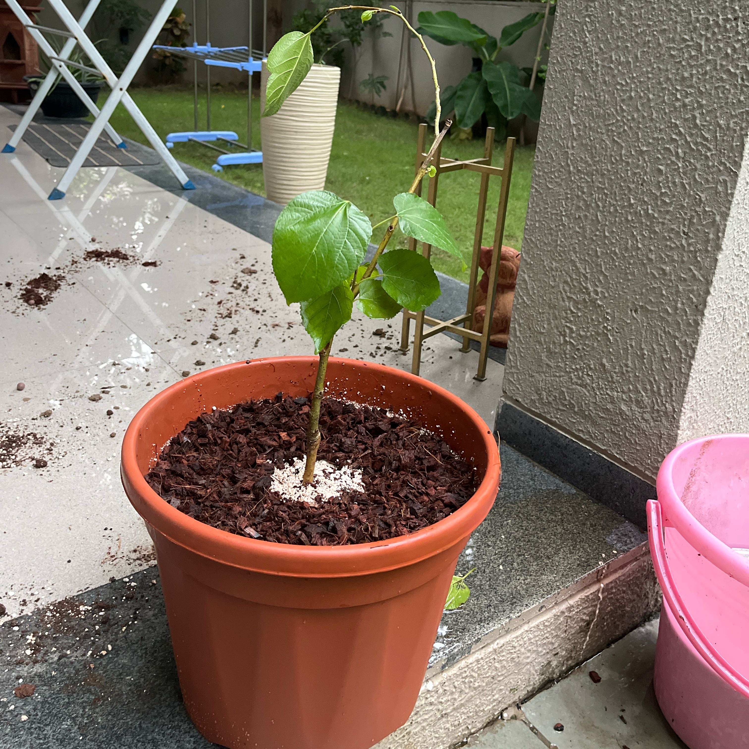 Photo of the plant species Pakistan Mulberry by @TrueChiotilla3 named Eva on Greg, the plant care app