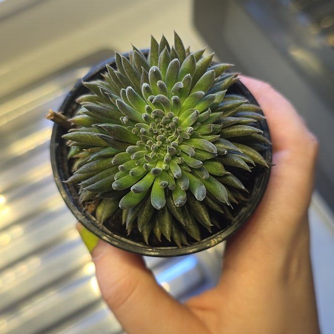 Photo of the plant species Chinese Jade by @Jacqui952024 named Jade on Greg, the plant care app