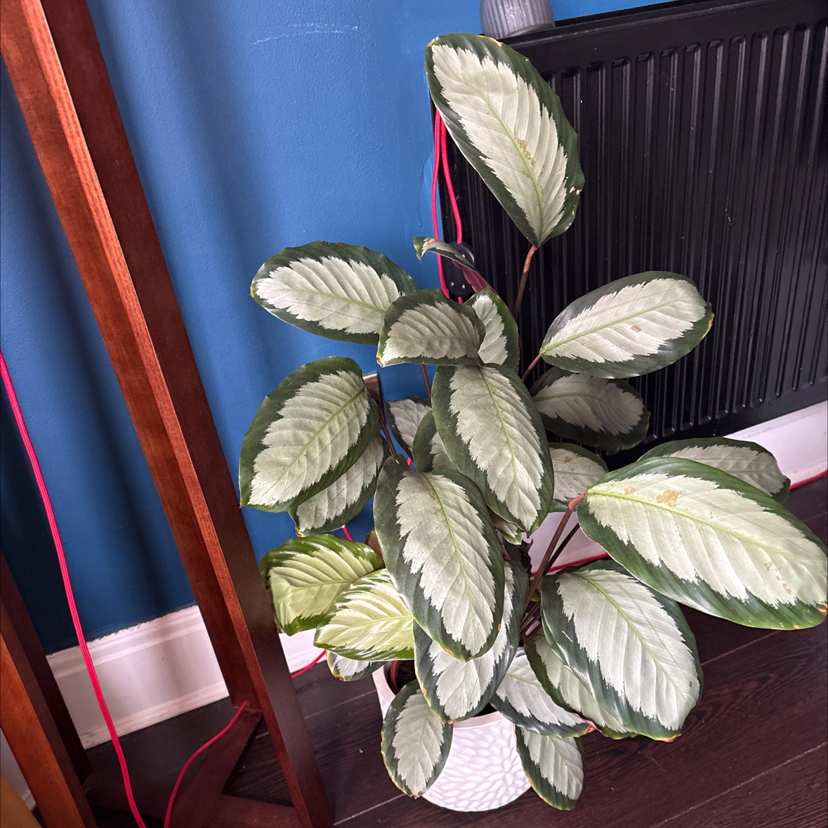 Photo of the plant species Calathea picturata 'Argentea' by @JazzedGollum18 named Dolores on Greg, the plant care app