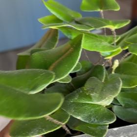 Photo of the plant species Heart Leaf Fern by @JovialMendoza42 named Robert Plant on Greg, the plant care app