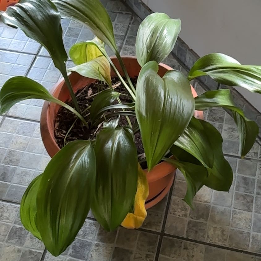 Photo of the plant species Eucharist Lily by @TopdogSalsa38 named Kesha on Greg, the plant care app