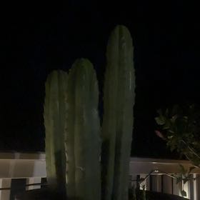 Photo of the plant species San Pedro Cactus by @RulerBegonia61 named Duke on Greg, the plant care app