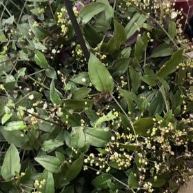 Photo of the plant species Dotted Bridalveil by @SpiritedRhodora named Kardashian on Greg, the plant care app