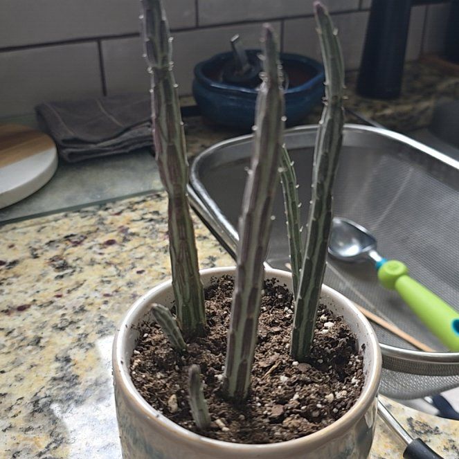 Photo of the plant species Pickle Plant by @YesPukatea79 named Gaga on Greg, the plant care app