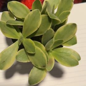 Photo of the plant species Variegated Crassula platyphylla by @ClearGoatweed9 named Marilyn on Greg, the plant care app