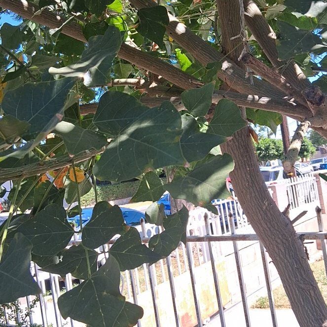 Photo of the plant species African Coral Tree by @MeekBluesage42 named Walt on Greg, the plant care app