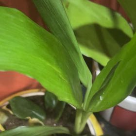 Photo of the plant species Cordyline Glauca by @YokeGraypine85 named Mochi on Greg, the plant care app